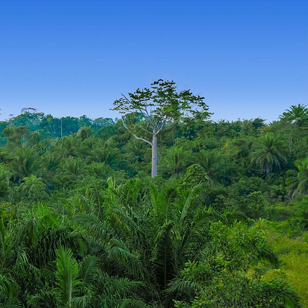 Guanacaste